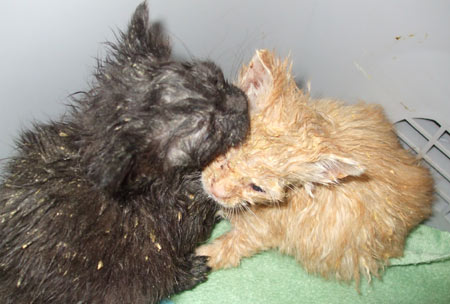 Animal Care - Cat Rescue
